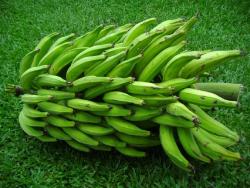 Bunch-of-plantains.jpg